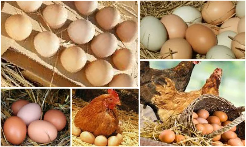 Köy Yumurtası Üretimi
