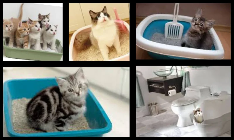 Kedilerin Tuvalet Eğitimi Nasıl Verilir? Kedi Kumu Nasıl Düzenlenir?