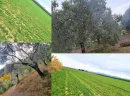 Akçay Satılık Tarla Kârlı Bir Gelecek Planı mı?