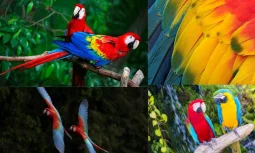 Parrot Species and Their Characteristics