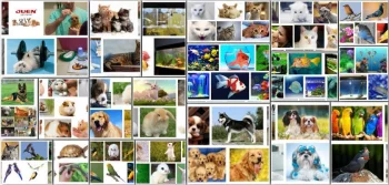 Prefer Canned Food for Adult Dogs