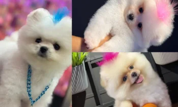 Pomeranian Boo Tüy Kesimi Nasıl Olmalıdır?