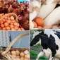 Happy Chicken Brings Organic Eggs