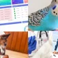 What Does a Veterinary Clinic Application Do?