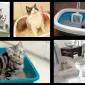 Kedilerin Tuvalet Eğitimi Nasıl Verilir? Kedi Kumu Nasıl Düzenlenir?