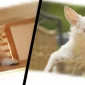 Köpeklerde Eklem Koruma Nasıl Olmalıdır