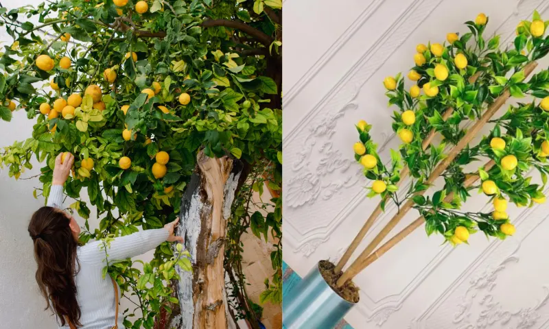 limon-2-li-1yeniii